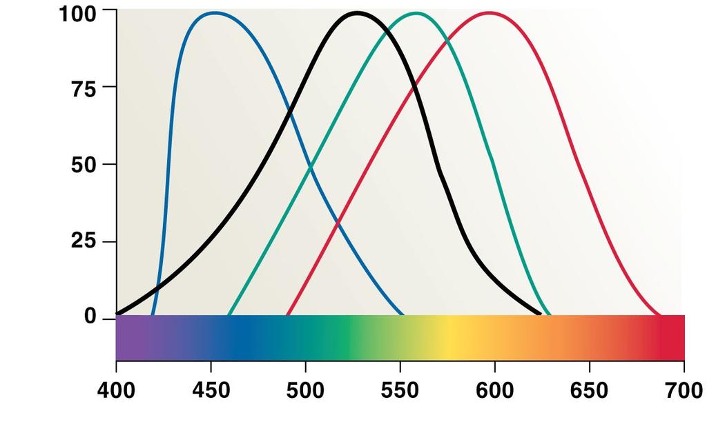 Figure 17-15 Cone Types and Sensitivity to Color Light absorption (percent of maximum) Blue