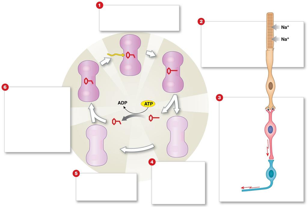Figure 17-18 Bleaching and Regeneration of Visual Pigments 11-cis retinal and opsin are reassembled to form rhodopsin. Photon On absorbing light, retinal changes to a more linear shape.