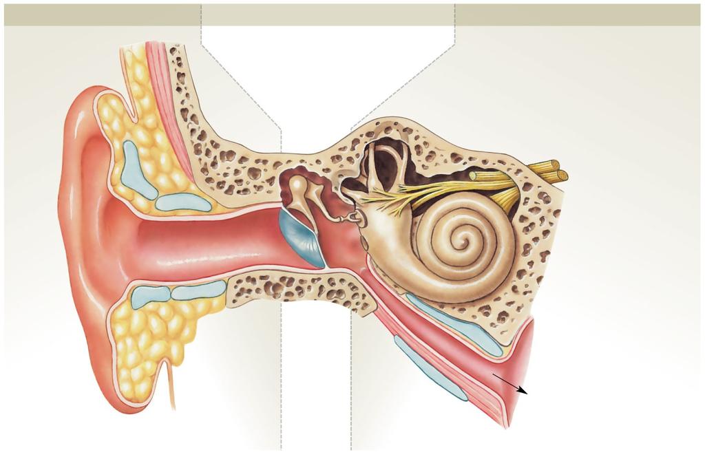 Figure 17-21 The Anatomy of the Ear External Ear Middle Ear Internal Ear Elastic cartilages Auditory ossicles Auricle Oval window Semicircular canals Petrous part of temporal bone Facial