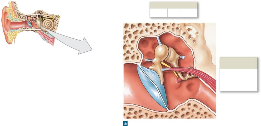 Figure 17-22a The Middle Ear Auditory Ossicles Malleus Incus Stapes Temporal bone (petrous part) Stabilizing ligaments Branch of facial nerve VII (cut) External acoustic meatus