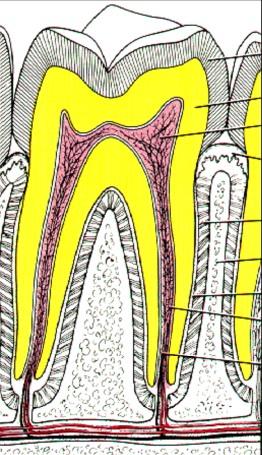 TEETH; (molar shown but structures same for all) 13 A B C BONE ENAMEL: hardest substance in body covers crown; ^calcium phosphate DENTIN: bone- like; most of tooth PULP CAVITY: GINGIVA: gum contains