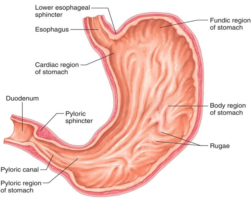 STOMACH 19 (Cardiac sphincter) often contains