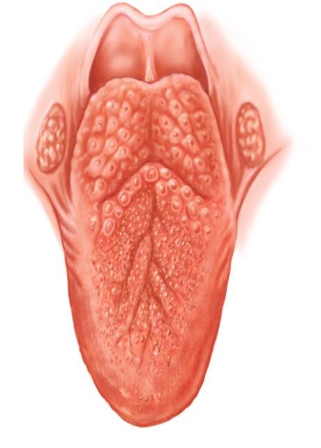 TONGUE; Taste Buds Taste Buds found on Projections: Papillae 5 CIRCUMVALLATE Papillae: