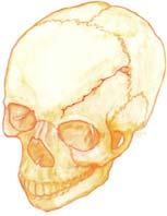 80% of all skull fractures Linear Fractures Not usually