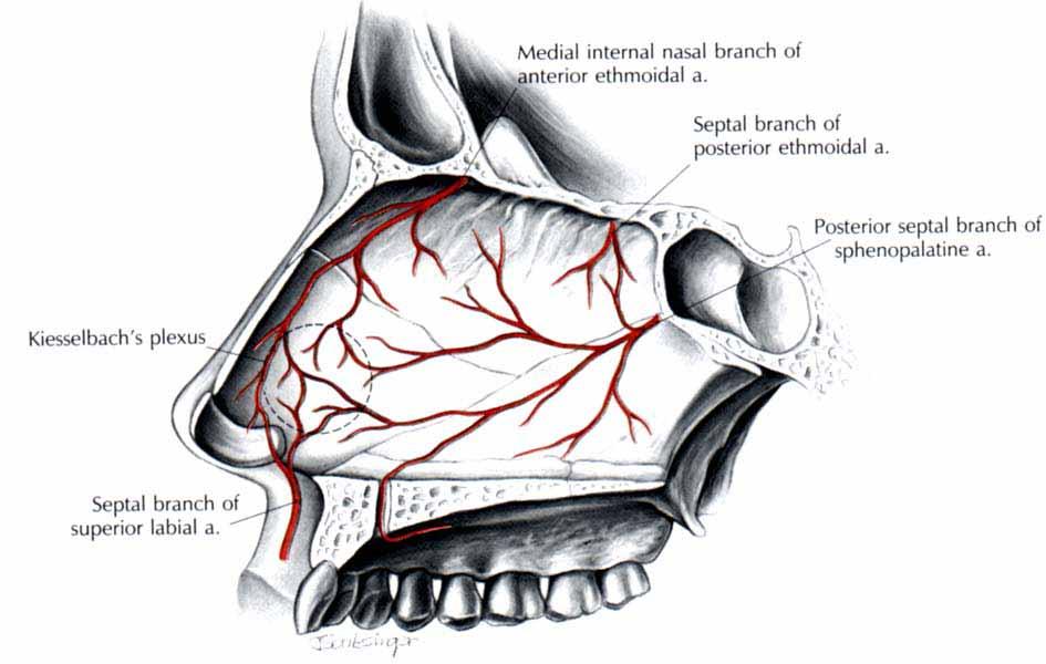 Nasal cavities - blood supply Rich supply from 2 branches of Common Carotid: Ext.
