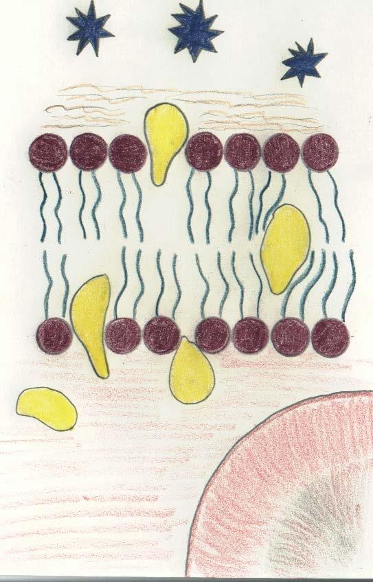 Lipophilicity Lipid Loving Cellular membranes are composed of layers of lipid material.