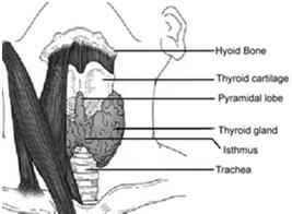 Thyroid Nodules Principles of Anatomy and Physiology,, Seventh Edition, 1993, Biological Sciences Textbooks, Inc.