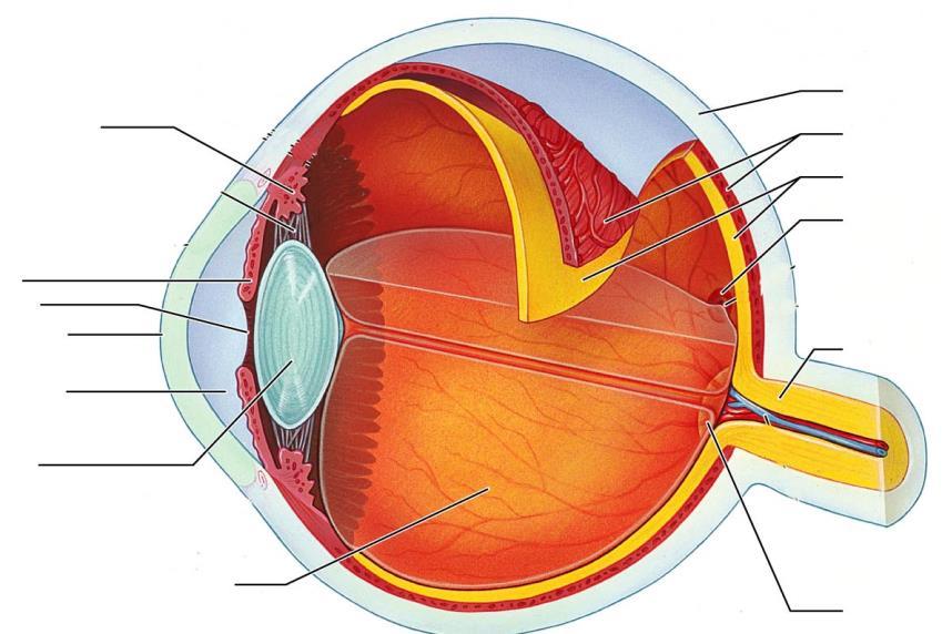 II. VISION In this section we will review the structures of the eye and perform some simple checks of eye function. A. Structures of the Eye 1.