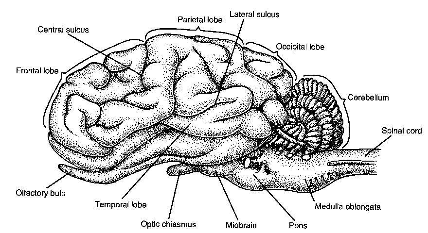 Lateral View Ventral View Sagittal View meninges Cerebrum cerebral hemispheres corpus callosum olfactory bulbs optic