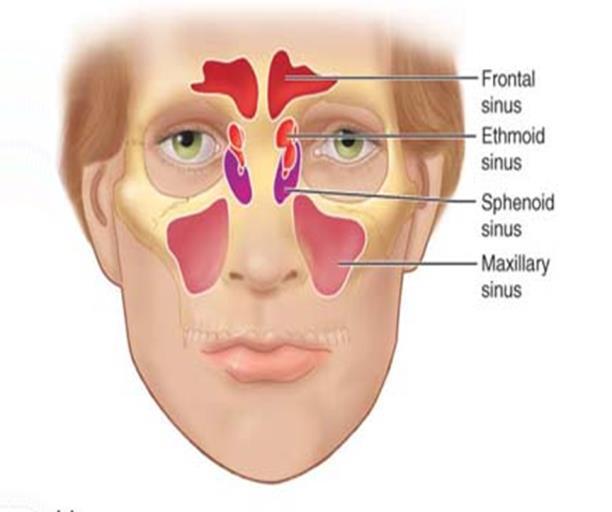 Shape Symmetry Patency Mucosal Integrity Should be pink and moist Septum should be straight Inspection of the Nose Palpate frontal and maxillary Sinus for tenderness.