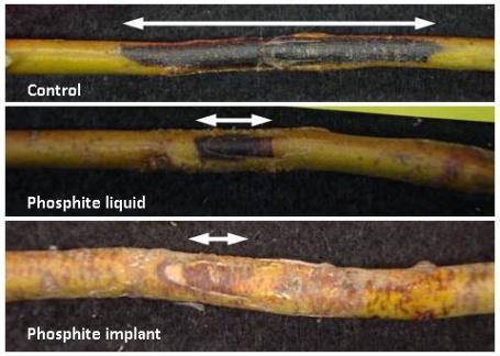 New Phosphite implants developed for research purposes Slow release, minimal equipment, no mixing of chemicals, quick Trial included underbark inoculation of tree species with P.