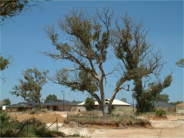 Urbanisation in Western Australia Many examples poor urban planning Disregard & lack of knowledge of tree health issues Many trees are ex-woodland compromising root systems increased exposure risk of
