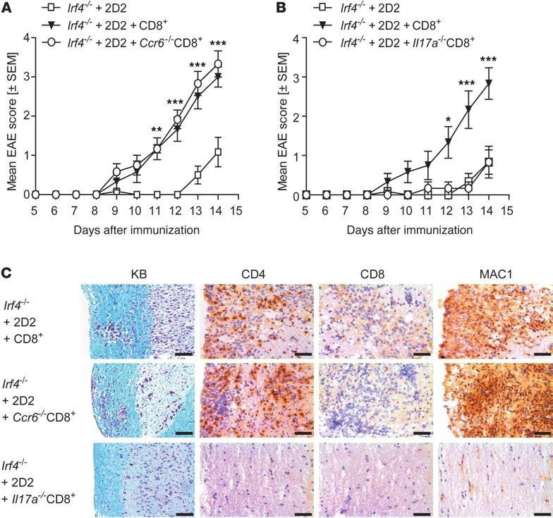 Figure 7 IL-17A competence of CD8 + T cells accelerates CD4 + T cell encephalitogenicity.