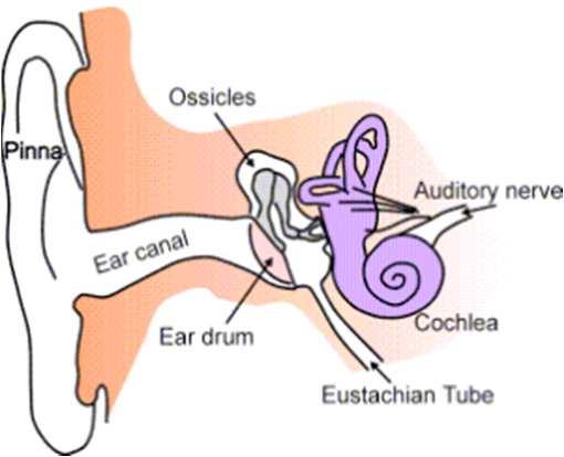 The Ear and Hearing The Ear transmits impulses from sound waves to auditory nerve impulses carried to brain for interpretation as hearing Three Main Ear Sections Outer Ear pinna (auricle) visible