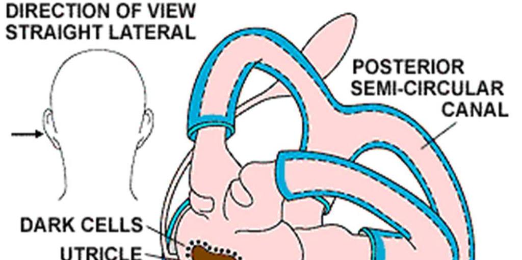 The Ear and Balance Semicircular Canals Located in inner ear Contain