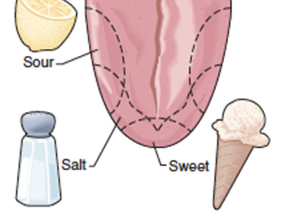 flavor Four Main Tastes Sweet (tip of tongue) Salty (tip of tongue)