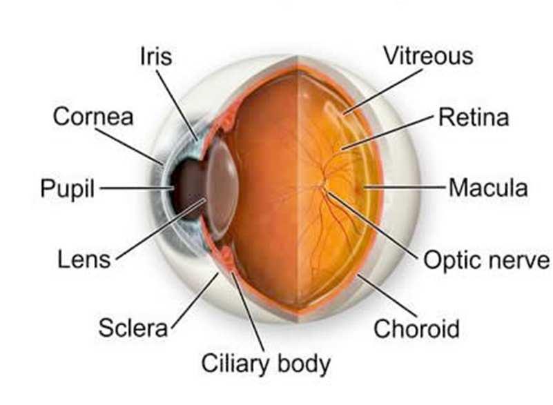 Eye Anatomy & Physiology Iris colored portion of eye located behind cornea pupil is opening (black) in iris center contains 2 muscles that control pupil size regulates how much light enters the eye