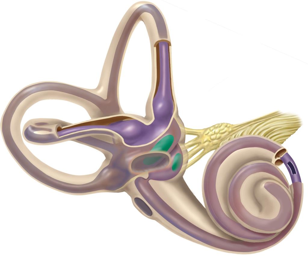 labyrinth Perilymph Membranous labyrinth Endolymph Utricle Saccule Vestibular nerve" Cochlear nerve Scala"