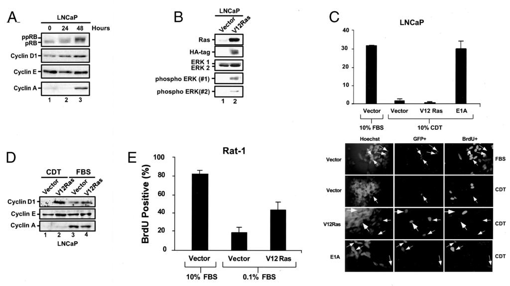 Cell Growth & Differentiation 365 Fig. 3. E1A but not V12Ras is sufficient to promote androgen-independent cell cycle progression.