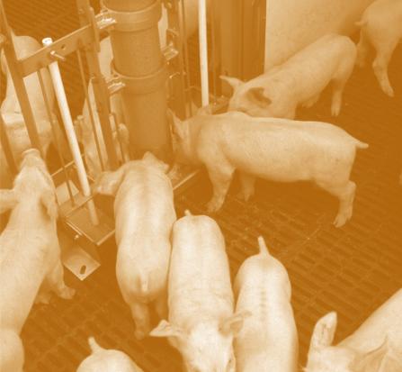Therefore, diets for gilts need higher levels of amino acids and other nutrients than barrows.