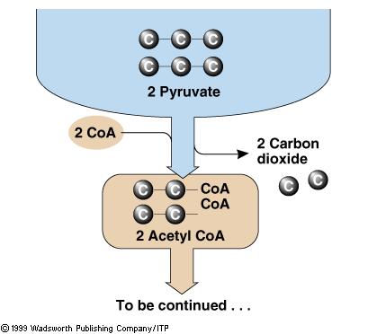 If the cell needs energy, and oxygen is available pyruvate enters the mitochondria, Pyruvate-To-Acetyl CoA where a carbon group is removed and the remaining