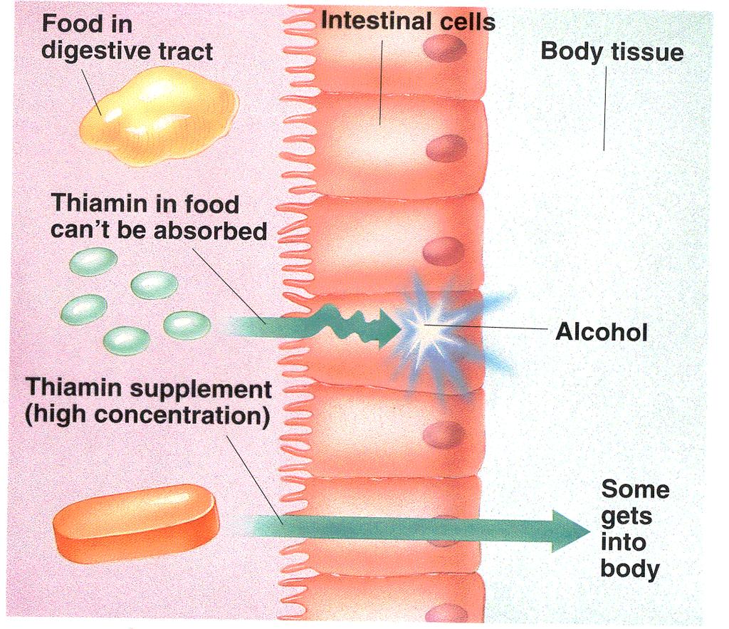 Alcohol s Effect on Vitamin