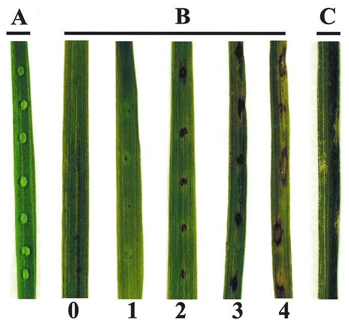 Fig. 1. Spot inoculation and uniform infection of detached leaves with Magnaporthe grisea conidial suspensions. A, Uniform inoculation of conidial suspensions on a detached leaf.