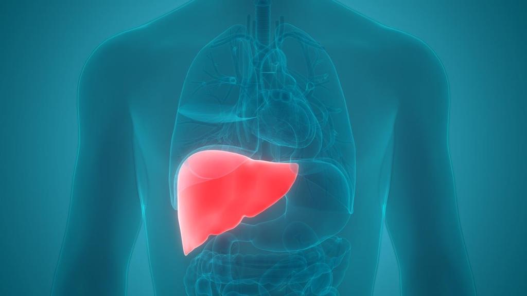 Pathology s Role in Liver Transplantation Surgery: Offering Patients a New Lease on Life Montefiore recently became the first health system in New York City to perform a liver transplant using a