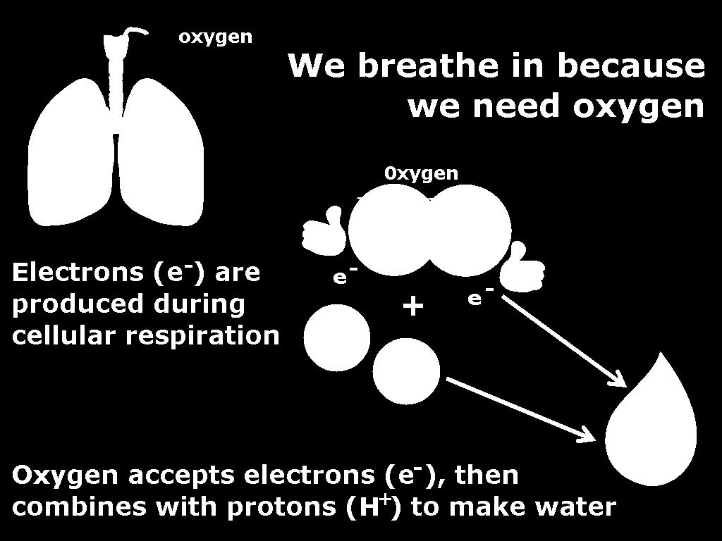 chain. * Note: This is the function of oxygen in living organisms!