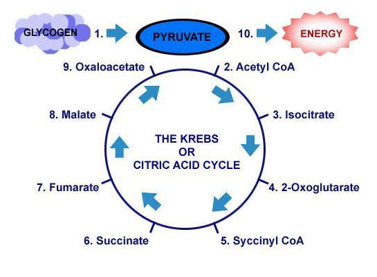 2. Citric Acid or Krebs Cycle It is not necessary to know the individual steps a)