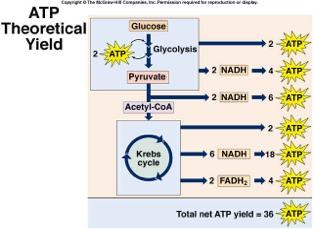 Figure 5: Cellular Respiration Electron Transport Chain In the ETC: 1 NADH can be used to make