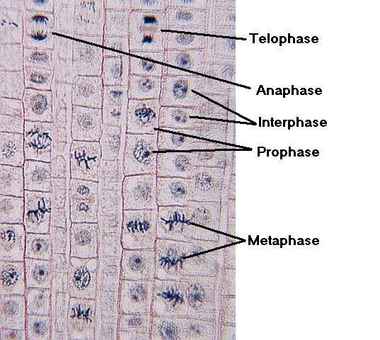 mitosis is the common onion. Onions germinate easily without soil so the chemicals provided to the plant can be easily controlled. Onion root tips also grow quickly and are only a few cells thick.