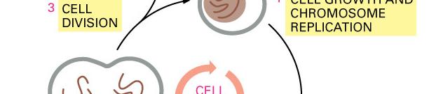Universal functions of the cell cycle Replicate the DNA.