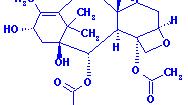 Taxol (Paclitaxel) A taxol precursor, 10-deacetylbaccatin, was discovered in needles of the related ornamental