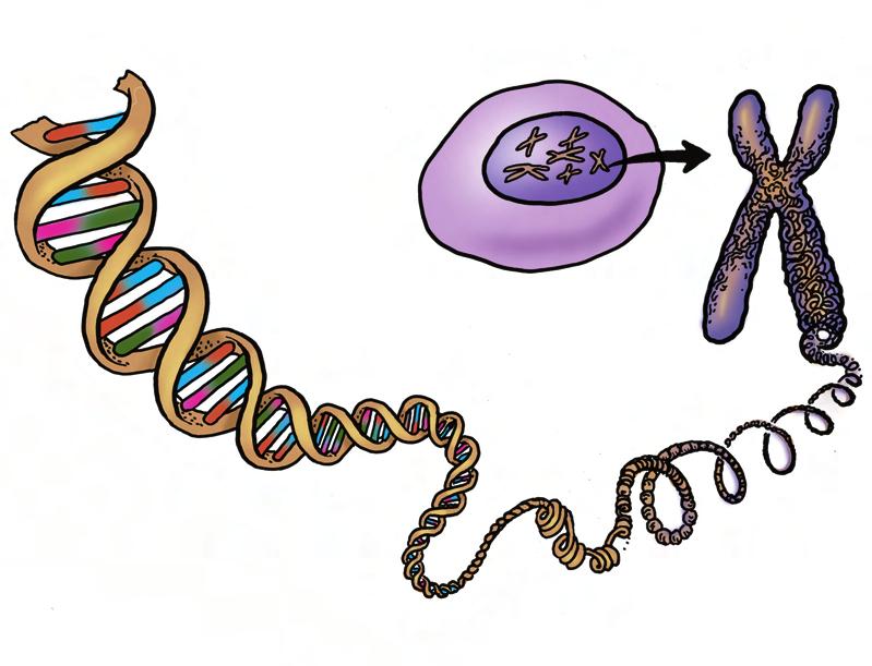 Structure of a chromosome Nucleus of cell during prophase Chromosome (20 100 million base pairs) DNA double helix (a coil of base pairs) Gene (A section of the DNA coil, the sequence of its base