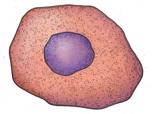 When cells are not dividing, they are in a stage called interphase. During this phase, cells are busy carrying on their life processes, which include growing.