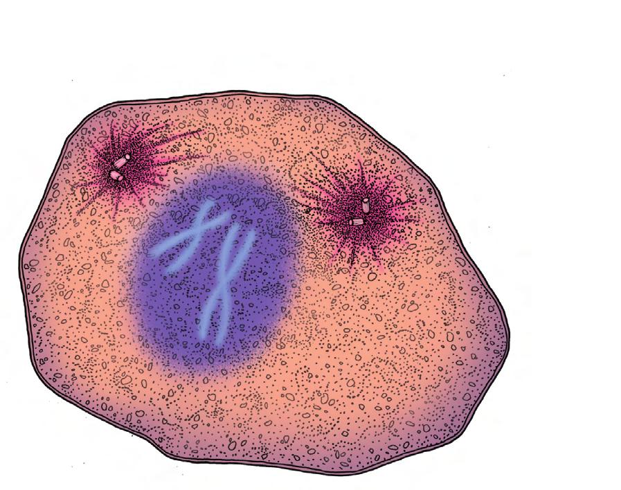 Spindle fibers Doubled chromosomes Centromere Centriole This is how an animal cell might look toward the end of prophase. Only two of the doubled chromosomes are shown.