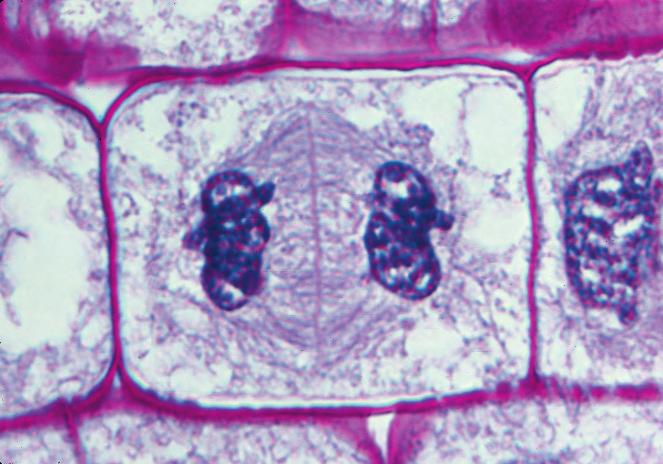 cells beginning Interphase Figure 8.