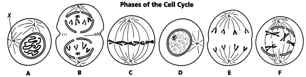 Results of Mitosis Mitosis guarantees genetic continuity by the production of. The new cells carry out the same cellular processes and functions as those of the parent cell.