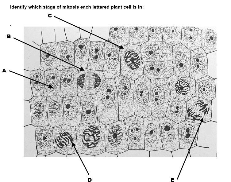 17. Which cell is not in a phase of mitosis? 18. A new membrane is forming in B. What is this phase called? 19. Sequence the six diagrams in order from first to last. 20.