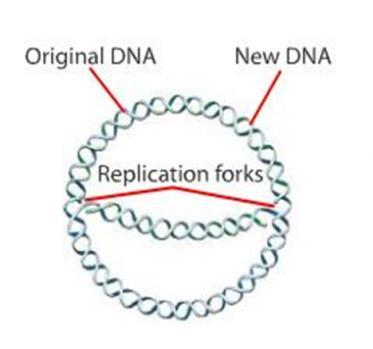 the chromosome is separated Eukaryotes Replication can be occurring at of places along the DNA strand DNA REPLICATION OVERVIEW: I.