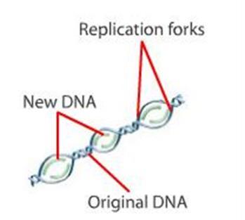 Free nucleotides are to the template strands of DNA. IV. Two double helixes form. How does DNA replicate?