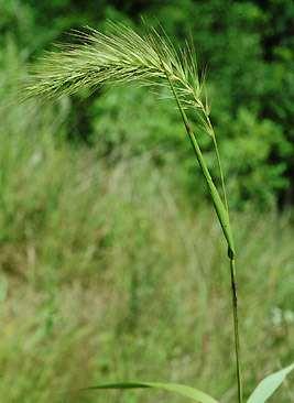 Example of Rye Grass (Winter Cereal) Single Rye Plant: 9 Roots 18,000 Root Hairs 24 Meters Length