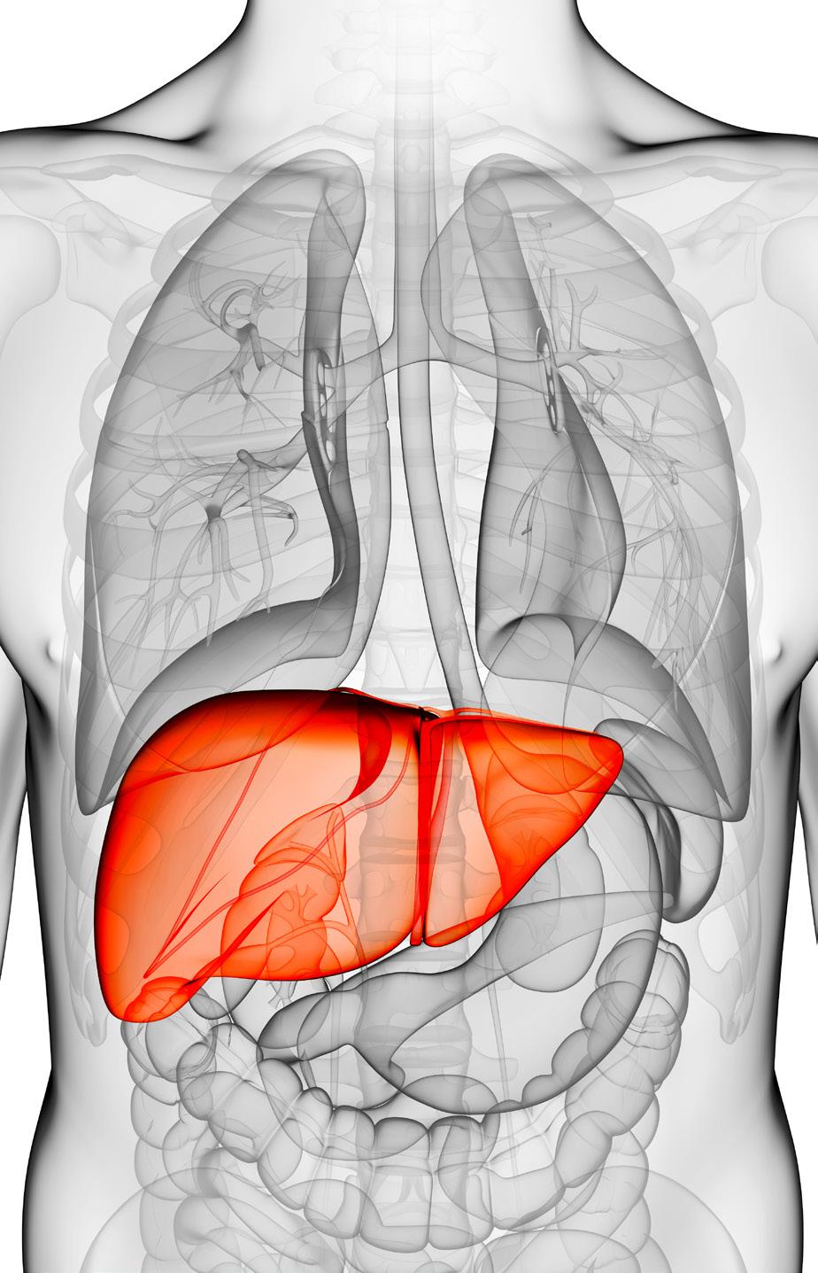 About your liver Your liver does many things to keep you healthy. It removes drugs and poisons from your blood and changes the food you eat into important nutrients to keep your body strong.