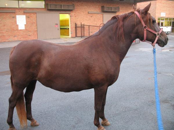 EQUINE METABOLIC SYNDROME Equine metabolic syndrome (EMS) is a term used to describe horses with obesity, insulin resistance and recurrent laminitis.