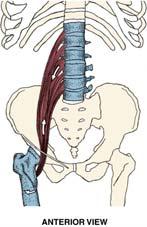 Chapter 16 Muscular Nomenclature and Kinesiology - Two Lessons 5-6 Muscles of Lesson Five Iliopsoas (psoas major, iliacus) Hip outward rotators (piriformis, gemellus superior, gemellus inferior,