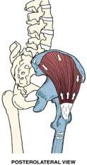 ilium between the anterior and posterior gluteal lines I: gluteal tuberosity
