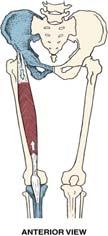 Femoris Rectus Femoris O: anterior inferior iliac spine, external ilium just