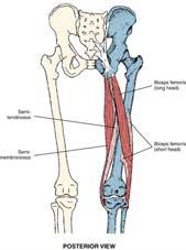 Vastus Intermedius Vastus Medialis O: anterior lateral femoral shaft O: linea aspera (medial lip) I: tibial tuberosity