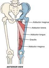 Semitendinosus Biceps Femoris O: ischial tuberosity I: medial proximal tibial shaft (at the pes